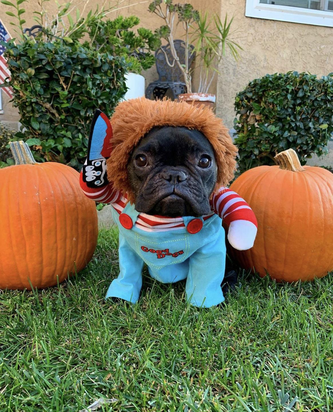 Funny Dog Costume - Image 4