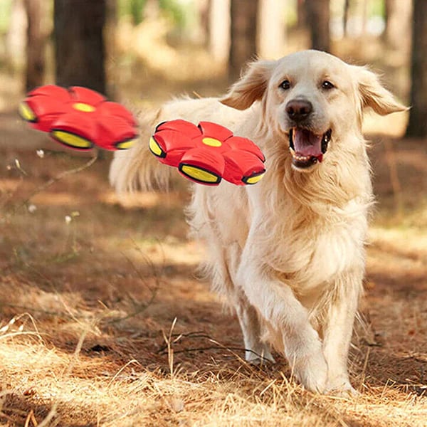 PupGlide – Transforming Disc Ball Toy for Dogs - Image 14