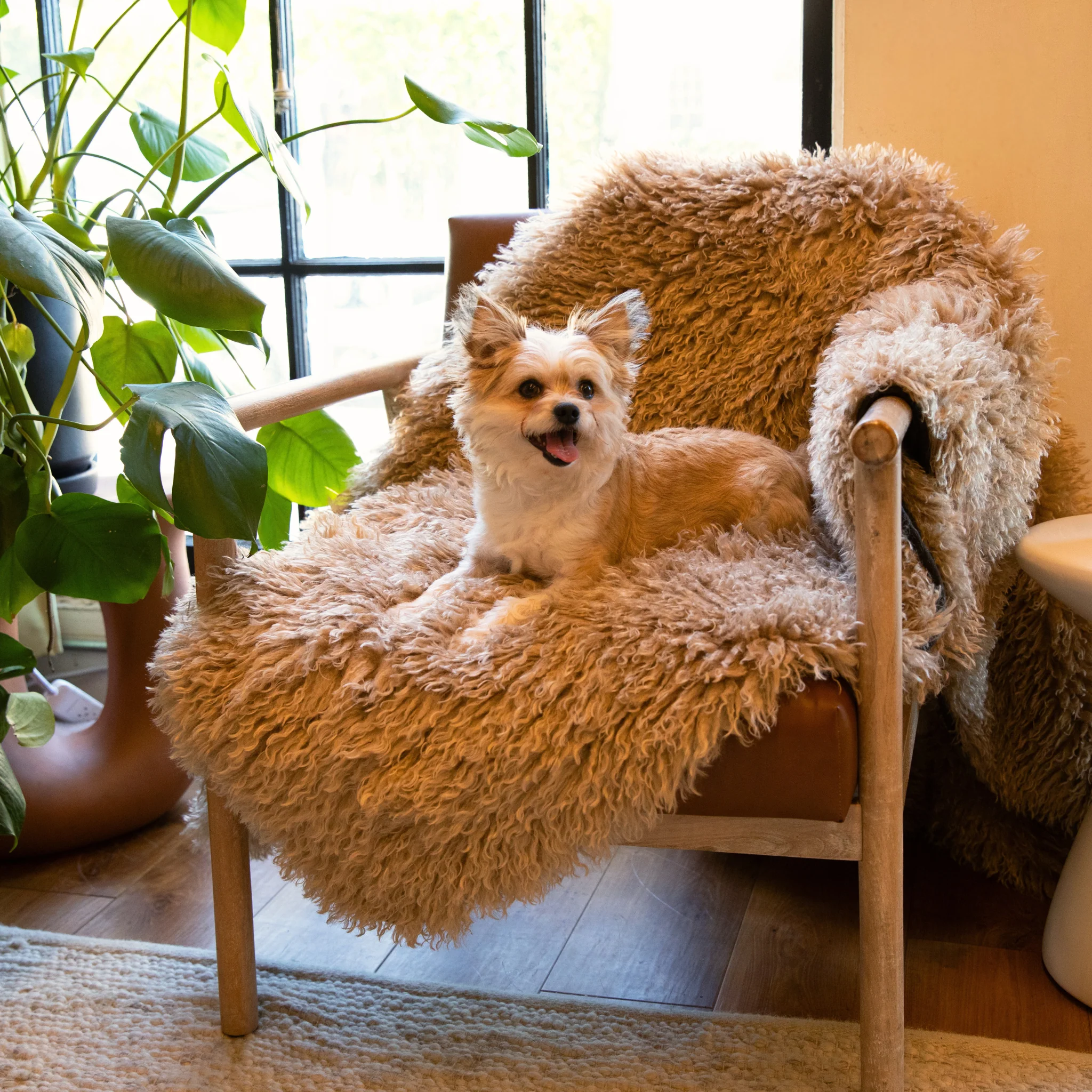 Aprolo™ Luxury Waterproof Pet Blanket & Bed Runner - Image 10