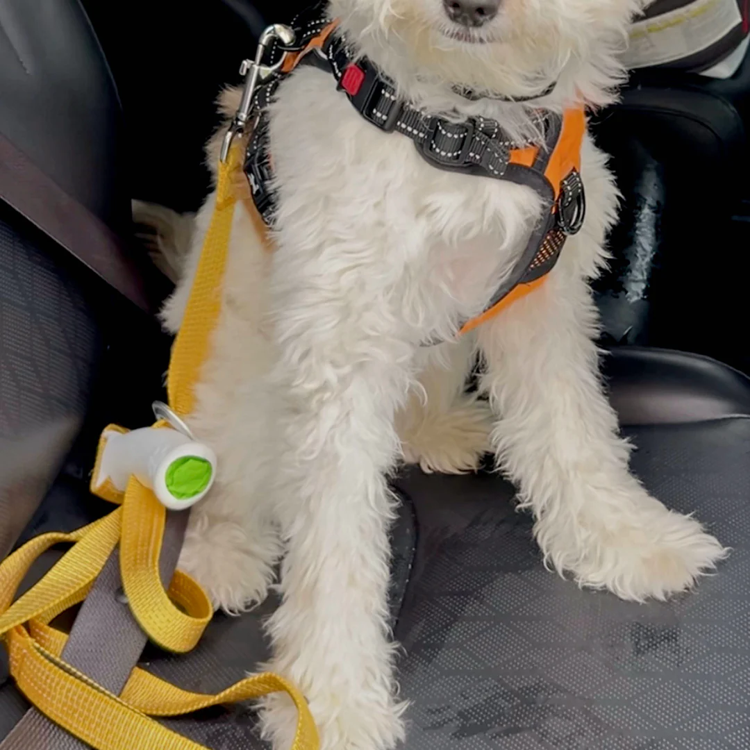 Aprolo™ Quick Control Leash – Lock, Walk, Enjoy - Image 6